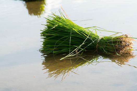 Rice seedlings are bundled together to prepare for planting