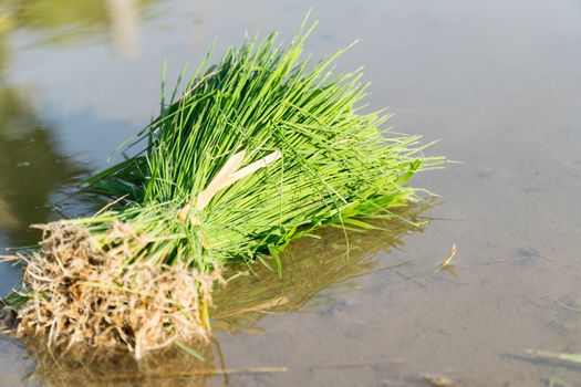 Rice seedlings are bundled together to prepare for planting