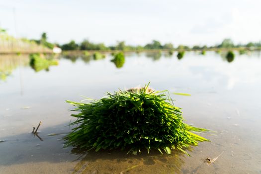 Rice seedlings are bundled together to prepare for planting