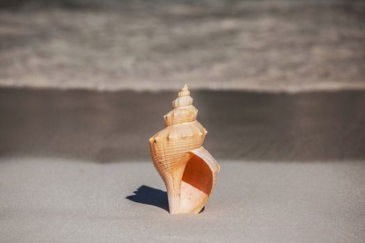 Conch shell on beach with waves close up