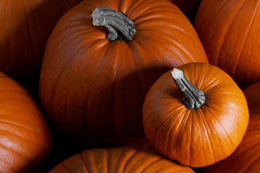 Many orange pumpkins background , Halloween holiday concept