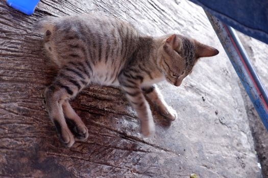 lonely brown cat sitting on the floor