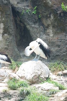 Large white pelicans are animals that live in groups in swamps or shallow lakes, have long beaks and large throat pockets. Breed from southeastern Europe, Asia and Africa