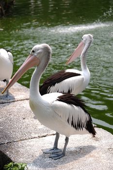 Large white pelicans are animals that live in groups in swamps or shallow lakes, have long beaks and large throat pockets. Breed from southeastern Europe, Asia and Africa