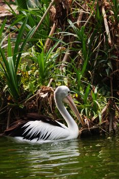 Large white pelicans are animals that live in groups in swamps or shallow lakes, have long beaks and large throat pockets. Breed from southeastern Europe, Asia and Africa