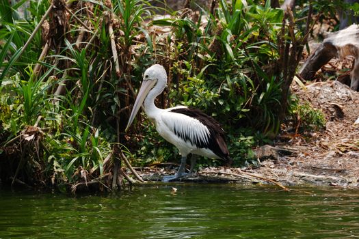 Large white pelicans are animals that live in groups in swamps or shallow lakes, have long beaks and large throat pockets. Breed from southeastern Europe, Asia and Africa