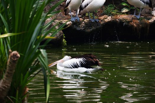 Large white pelicans are animals that live in groups in swamps or shallow lakes, have long beaks and large throat pockets. Breed from southeastern Europe, Asia and Africa