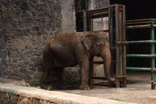 The Sumatran elephant is one of three recognized subspecies of the Asian elephant, and native to the Indonesia island of Sumatra : Jakarta, Indonesia ; November 10, 2019
