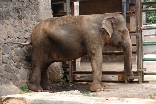 The Sumatran elephant is one of three recognized subspecies of the Asian elephant, and native to the Indonesia island of Sumatra : Jakarta, Indonesia ; November 10, 2019