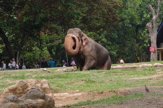 The Sumatran elephant is one of three recognized subspecies of the Asian elephant, and native to the Indonesia island of Sumatra : Jakarta, Indonesia ; November 10, 2019