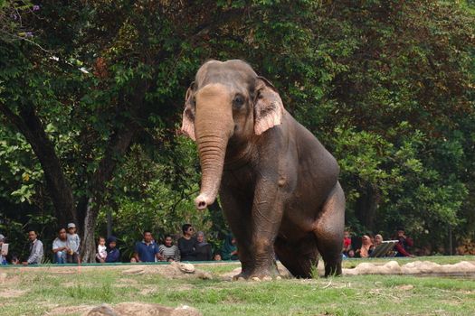 The Sumatran elephant is one of three recognized subspecies of the Asian elephant, and native to the Indonesia island of Sumatra : Jakarta, Indonesia ; November 10, 2019