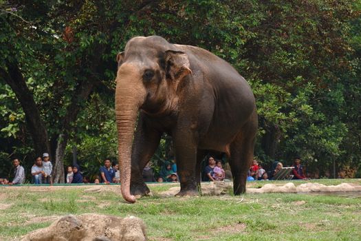 The Sumatran elephant is one of three recognized subspecies of the Asian elephant, and native to the Indonesia island of Sumatra : Jakarta, Indonesia ; November 10, 2019