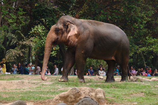 The Sumatran elephant is one of three recognized subspecies of the Asian elephant, and native to the Indonesia island of Sumatra : Jakarta, Indonesia ; November 10, 2019