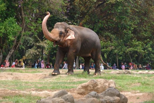 The Sumatran elephant is one of three recognized subspecies of the Asian elephant, and native to the Indonesia island of Sumatra : Jakarta, Indonesia ; November 10, 2019