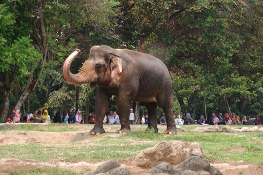 The Sumatran elephant is one of three recognized subspecies of the Asian elephant, and native to the Indonesia island of Sumatra : Jakarta, Indonesia ; November 10, 2019