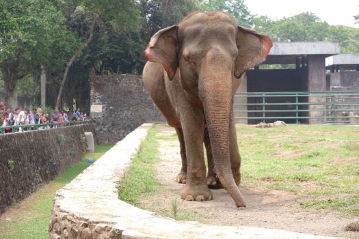 The Sumatran elephant is one of three recognized subspecies of the Asian elephant, and native to the Indonesia island of Sumatra : Jakarta, Indonesia ; November 10, 2019