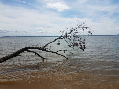 tree branch in water at shore of beach at ocean or river