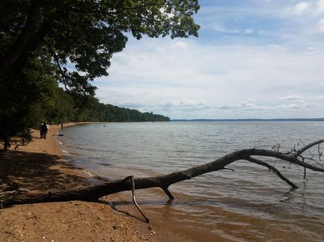 tree branch in water at shore of beach at ocean or river