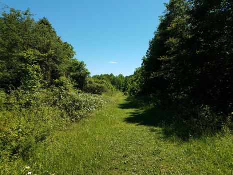 green grass and path or trail and trees outdoor