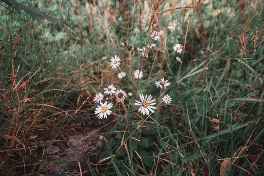 Many kinds of wildflowers in the Doi Mon Chong area.