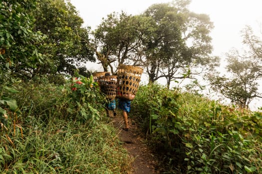 Porters that carry luggage of tourists walking to Doi Mon Chong, Chiang Mai.