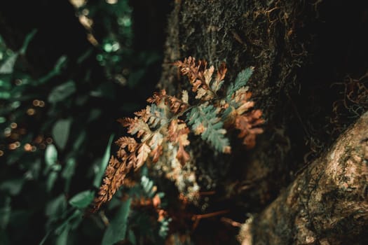 Some types of ferns that are parasitic are found in Doi Mon Chong, Chiang Mai Province, Thailand.