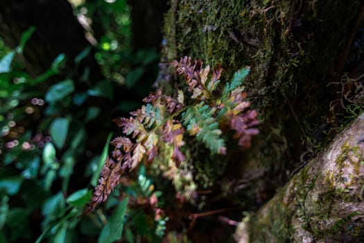 Some types of ferns that are parasitic are found in Doi Mon Chong, Chiang Mai Province, Thailand.