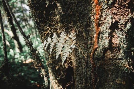 Some types of ferns that are parasitic are found in Doi Mon Chong, Chiang Mai Province, Thailand.