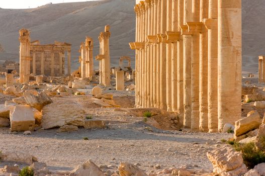 Palmyre Syria 2009 This ancient site has many Roman ruins, these standing columns shot in late afternoon sun with the citadel on the hill in the background . High quality photo