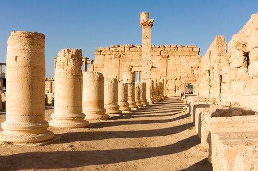 Palmyre Syria 2009 This ancient site has many Roman ruins, these standing columns shot in late afternoon sun with the citadel on the hill in the background . High quality photo