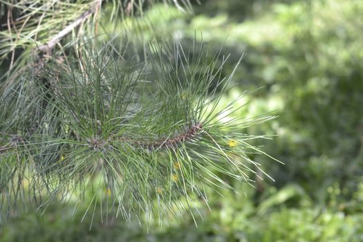 Chinese red pine - Latin name - Pinus tabuliformis