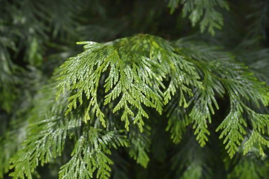 Western red cedar branch - Latin name - Thuja plicata