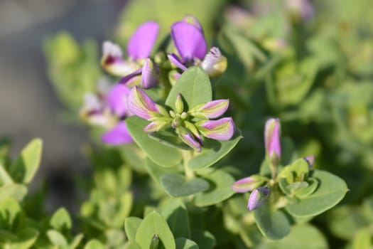 Myrtle-leaf milkwort - Latin name - Polygala myrtifolia