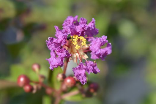 Pink Crepe myrtle - Latin name - Lagerstroemia indica