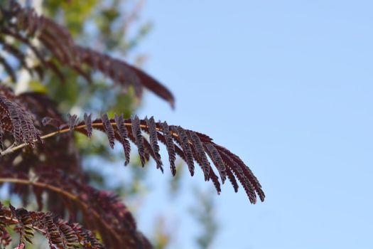 Silk tree Summer Chocolate leaves - Latin name - Albizia julibrissin Summer Chocolate