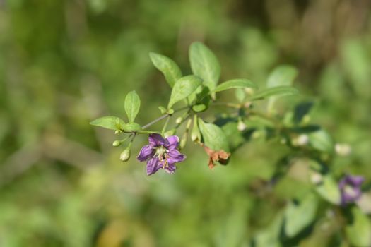 Chinese boxthorn purple flower - Latin name - Lycium chinense