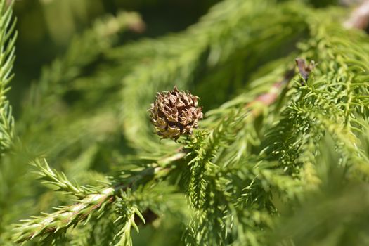 Japanese cedar cone - Latin name - Cryptomeria japonica