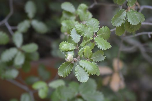 Portuguese oak - Latin name - Quercus faginea