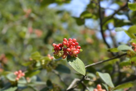 Wayfaring tree berries - Latin name - Viburnum lantana