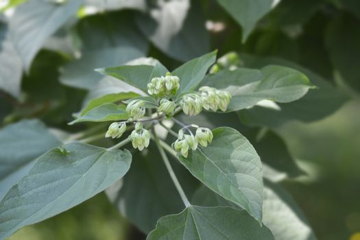 Harlequin glorybower - Latin name - Clerodendrum trichotomum