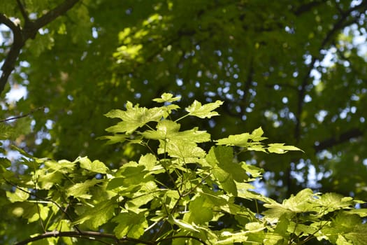 Sycamore Leopoldii leaves - Latin name - Acer pseudoplatanus Leopoldii