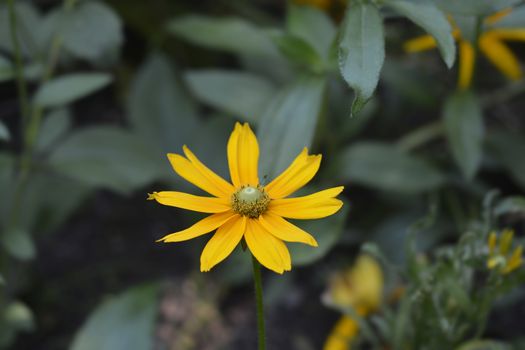 Gloriosa Daisy Irish Eyes - Latin name - Rudbeckia hirta Irish Eyes