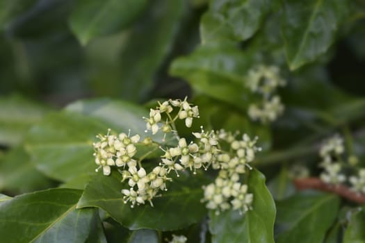 European spindle - Latin name - Euonymus europaeus