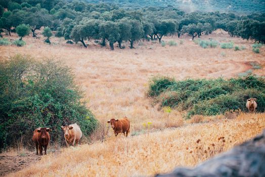 cows and bulls in the pasture of extremadura.