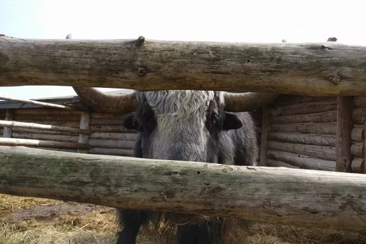 Bison and yaks in the paddock on the farm. Domesticated bison.