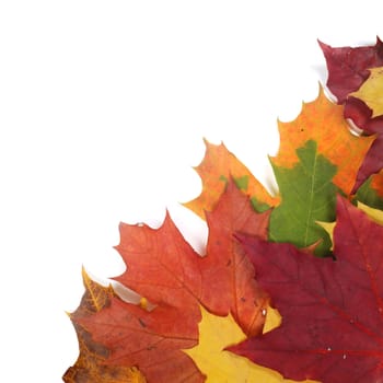 Beautiful colorful autumn leaves isolated on white background