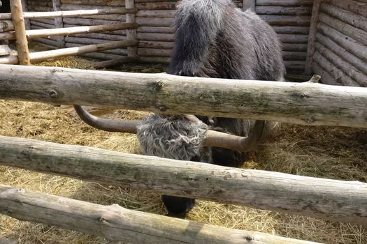 Bison and yaks in the paddock on the farm. Domesticated bison.