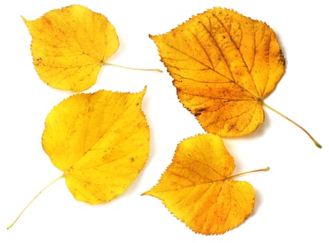 Collection set of beautiful autumn leaves isolated on white background