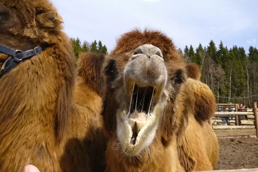 Camels in a paddock in an ethnopark. Hairy two-humped camels.