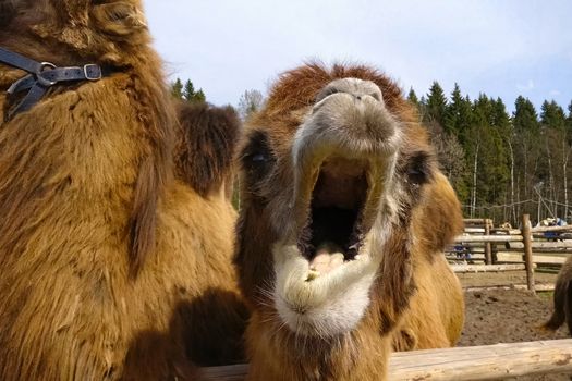 Camels in a paddock in an ethnopark. Hairy two-humped camels.